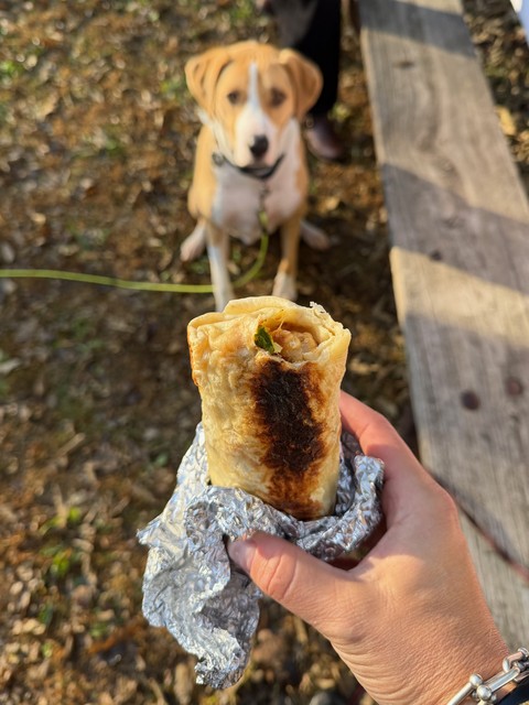 Good boy would like a burrito