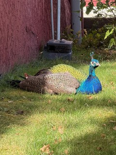 Travel - Schell's Peacocks