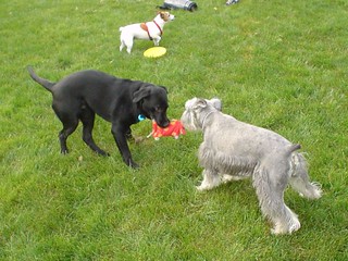 Ninja and Chomp playing