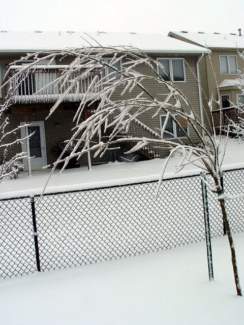 Frozen, Bent Tree