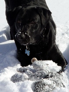 Snow - Playing in the snow