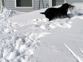Snow - Running through the drift