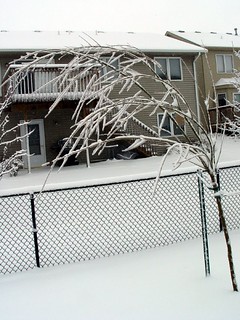 Snow - Frozen, Bent Tree