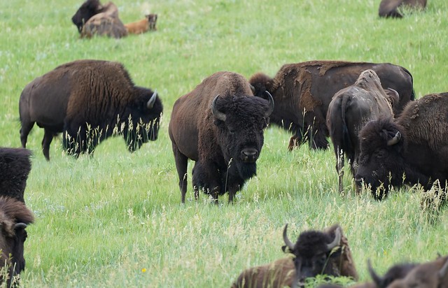 Custer Park Buffalo