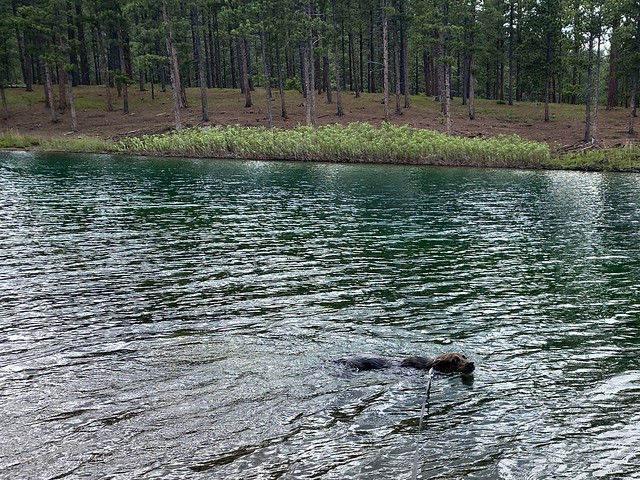 We've got a swimmer!