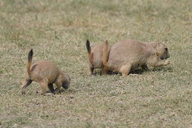 lil prairie doggies