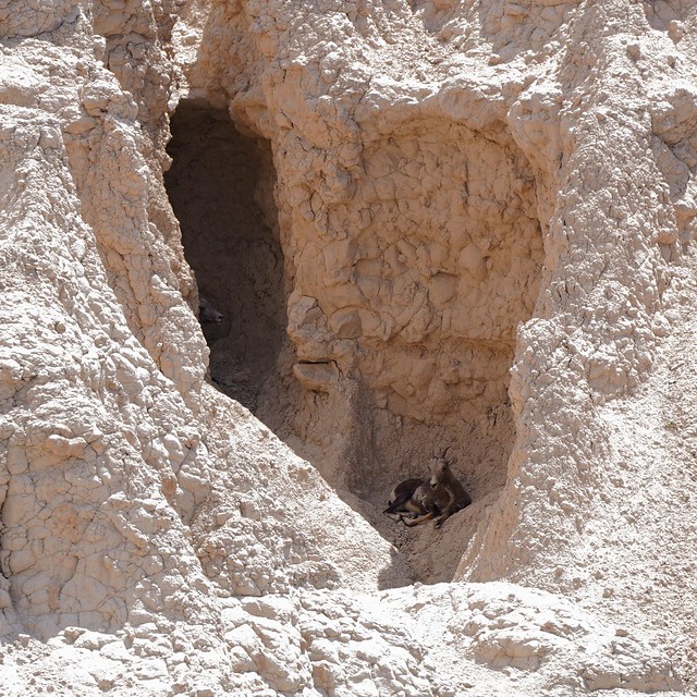 A couple big horned sheep hiding out