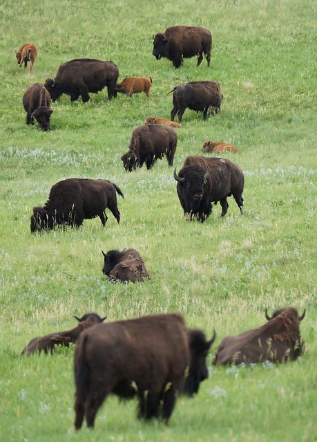 Buffalo of all sizes