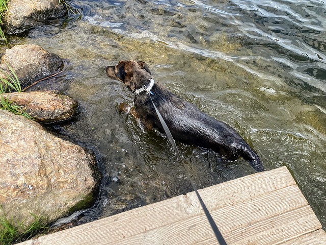 Dude basically just cannonballed right into Sylvan Lake