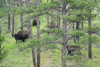Wildlife - Buffalo in the trees