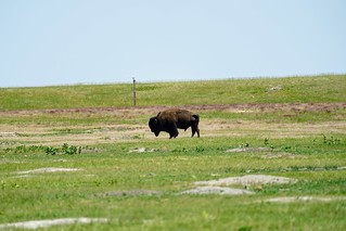 Wildlife - A lone buff