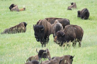 Wildlife - Big ol Buffs