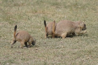 Wildlife - lil prairie doggies