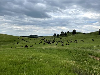 Roaming buffalo in Custer Park