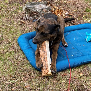Benny Brooks - Firewood chew toys