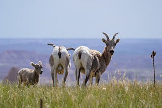 Wildlife - Big horned sheep fam