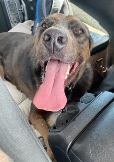 Benny Brooks - Hot dog