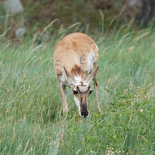 Wildlife - Antelope are weird