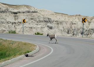 Wildlife - Hello, Ms. Big Horned Sheep