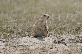 Wildlife - whatchu doin