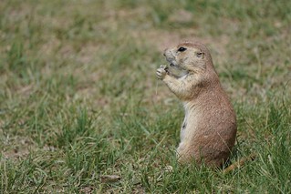 Wildlife - Snackin in the prairie