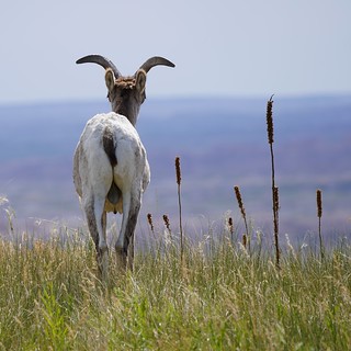 Wildlife - Havin a look at it