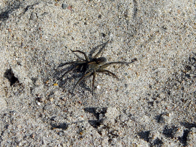 A giant wolf spider