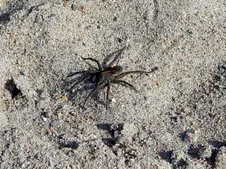 Kayaking - A giant wolf spider