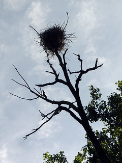 Kayaking - There were giant blue herons and their nests everywhere