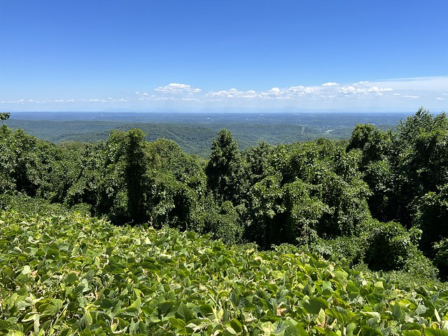 Looking out over the forest