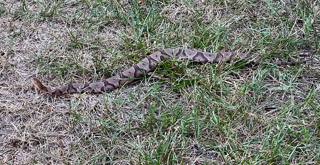 Almost walked right over this cottonmouth