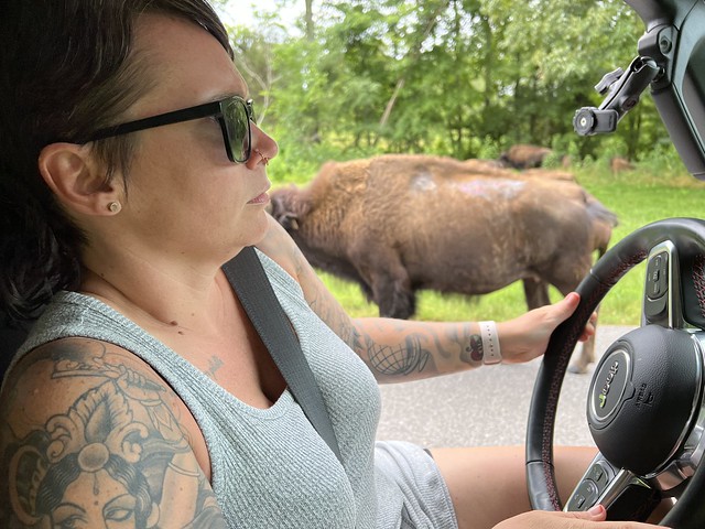 Kari was not excited about the giant bison in the middle of the road while we had our doors off.