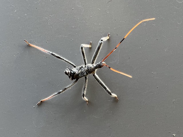 Look at this wild bug