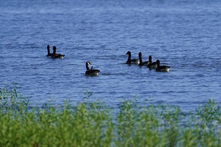 Wildlife - A gaggle
