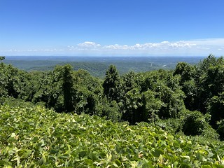 Looking out over the forest