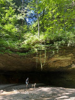Hiking - Walkin underneath the Turkey run forest. What a wild place