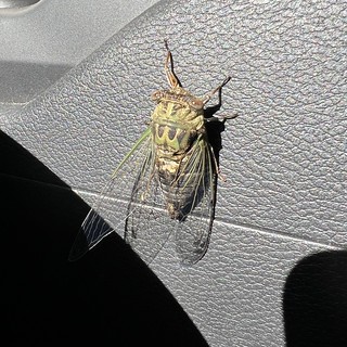 Bug - This big ol dude was hangin on Kari's side of the Jeep