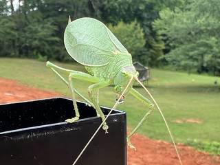 Bug - Big ol katydid