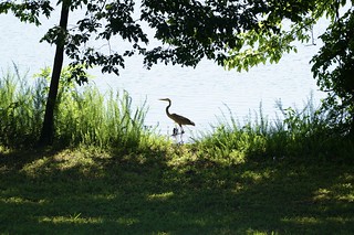 Wildlife - Heron