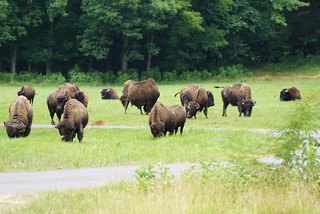 Buffalo - Some Bison at Land Between the Lakes