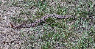 Snake - Almost walked right over this cottonmouth