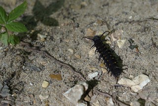 Bug - Caterpillar