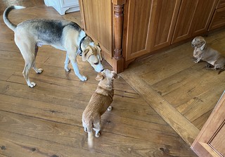 Durby trying to hang with Cowboy