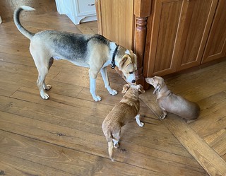 Cowgirl holding her ground against Durby