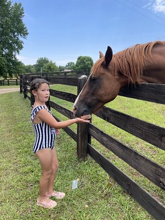 Horse - Giving the neighbor's horse some snacks