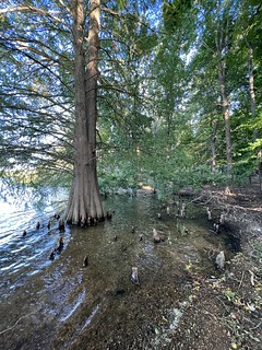 Lake trees next to our campsite at Piney Campground