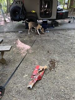 The raccoons got into Durby's food last night... He tried to alert us. We told him to go to sleep.