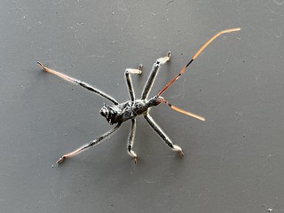 Look at this wild bug