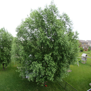 The tree from my bedroom