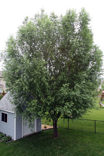 The 6 year old tree